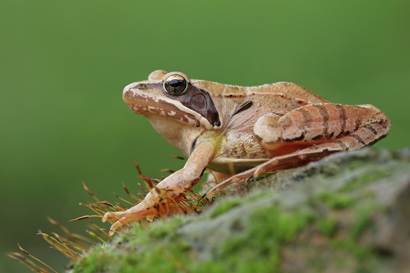 Rana temporaria o dalmatina? Rana dalmatina